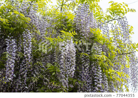 Wisteria flowers Wisteria flowers 77044355