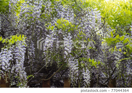 Wisteria flowers 77044364
