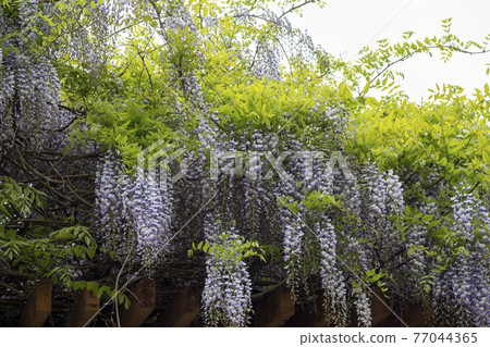 Wisteria flowers 77044365