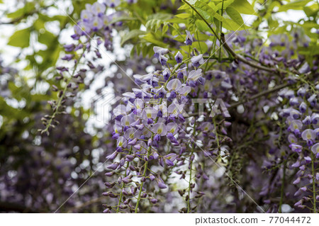 Wisteria flowers Wisteria flowers 77044472