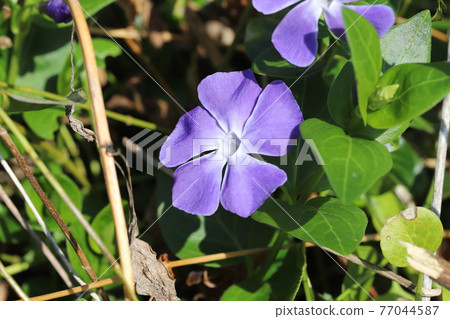 開花在春天庭院裡的長春花紫色花 77044587