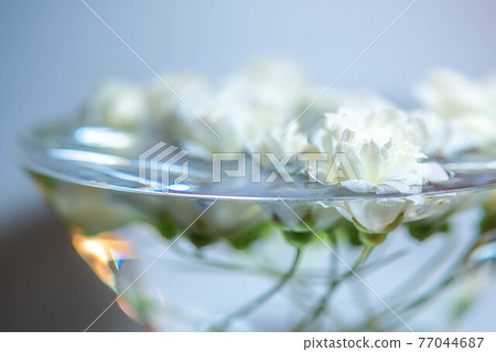 White lady bank's rose floating in a cocktail glass filled with water 77044687