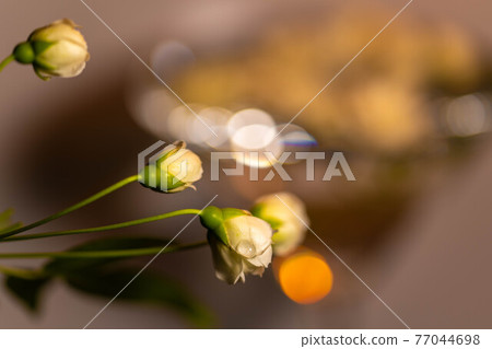 White lady bank's rose floating in a cocktail glass filled with water 77044698