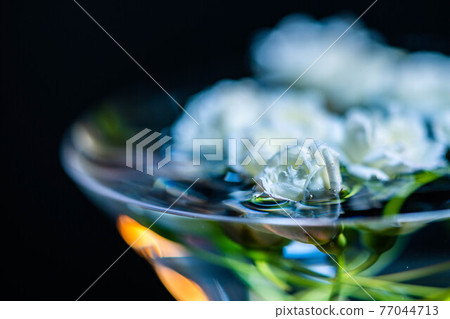 White lady bank's rose floating in a cocktail glass filled with water 77044713