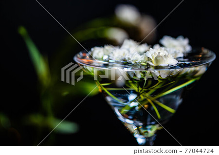 White lady bank's rose floating in a cocktail glass filled with water 77044724