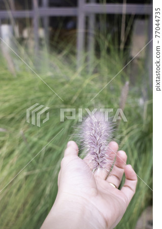 Green foxtail grass decorated in outdoor garden 77044735
