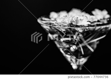 White lady bank's rose floating in a cocktail glass filled with water 77044736