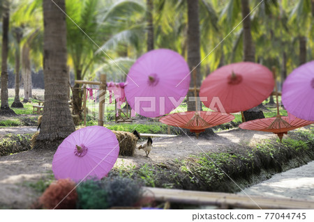 Summer field of coconut palm 77044745