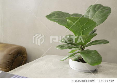 Comfortable co-working space interior with green plant 77044756