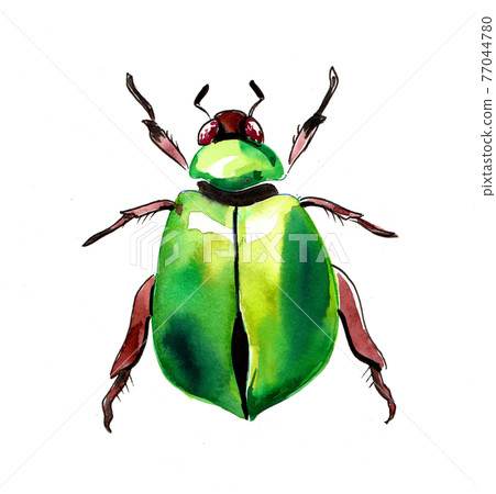 Green beetle insect. Ink and watercolor drawing Green beetle insect. Ink and watercolor drawing 77044780