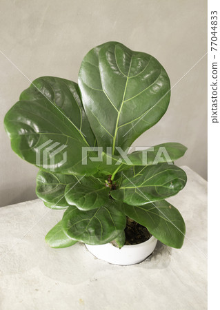 Comfortable co-working space interior with green plant 77044833