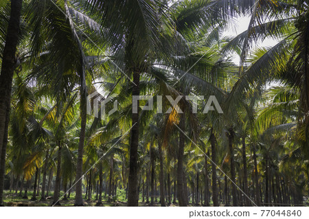 Summer field of coconut palm 77044840