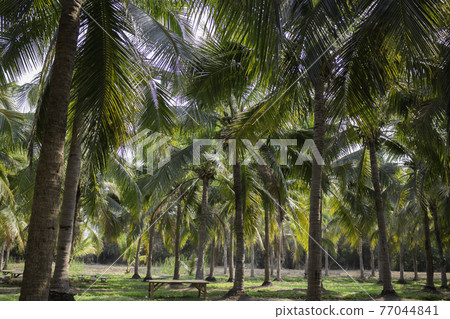 Summer field of coconut palm 77044841
