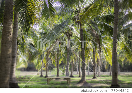 Summer field of coconut palm 77044842