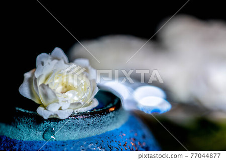 Lady Banks'rose in a cocktail glass in the background, Lady Banks' rose with only one flower in the foreground 77044877