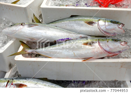 新鮮的黃尾魚 77044953