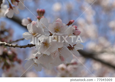 盛開在春天公園的染井吉野櫻花 77045009