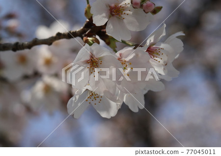 Somei Yoshino cherry blossoms blooming in the spring park Somei Yoshino cherry blossoms blooming in the spring park 77045011