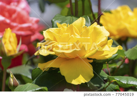 Colorful rose flowers Colorful rose flowers 77045019
