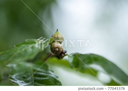 Fruit of Quercus serrata 77045376