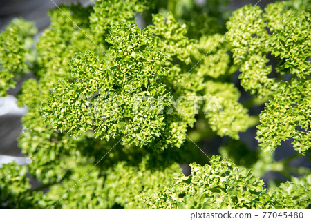 德島縣香菜 77045480
