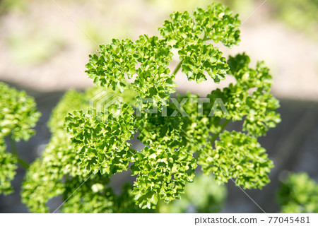 德島縣香菜 德島縣香菜 77045481