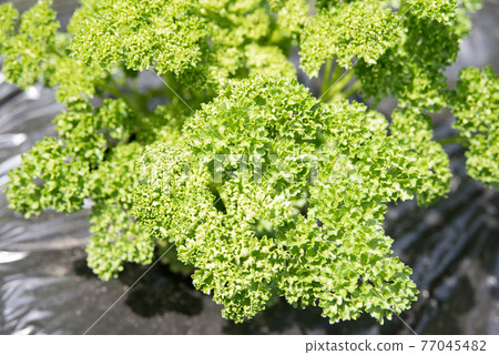 德島縣香菜 77045482