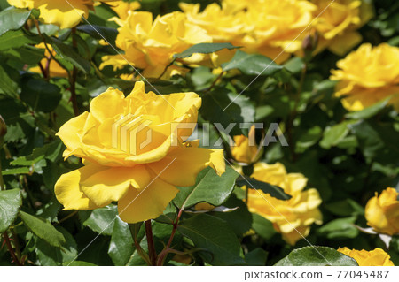 七彩玫瑰花亨利方達 77045487