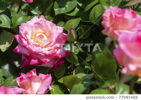Colorful rose flower elegant lady Colorful rose flower elegant lady 77045488