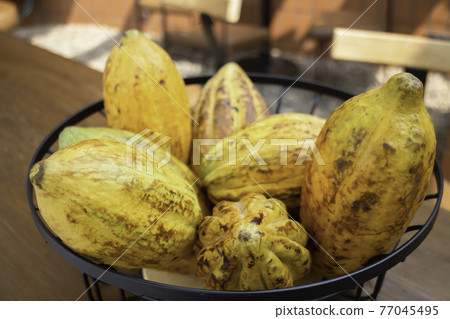 Cocoa fruits bowl on table Cocoa fruits bowl on table 77045495