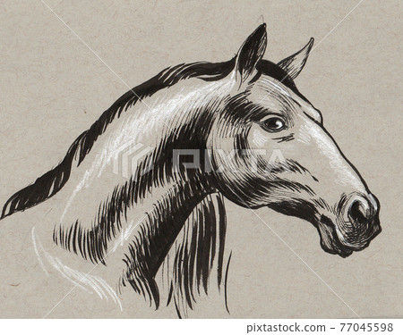Horse head. Ink drawing Horse head. Ink drawing 77045598