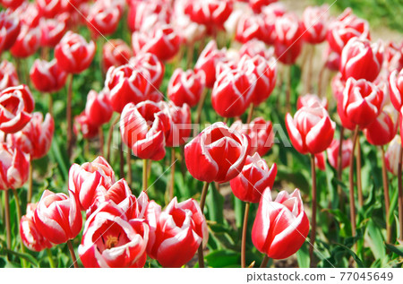 [Variety: Rinfanda mark] Tulips with petals with white borders in red 77045649
