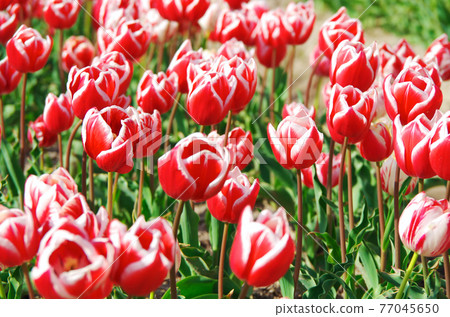 [Variety: Rinfanda mark] Tulips with petals with white borders in red 77045650