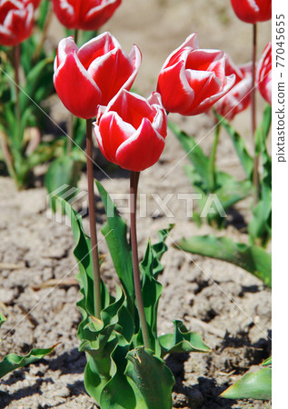[Variety: Rinfanda mark] Tulips with petals with white borders in red 77045655