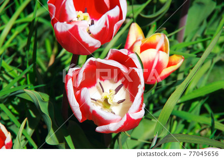 【品種:Rinfanda mark】紅色白色邊框的花瓣鬱金香 【品種:Rinfanda mark】紅色白色邊框的花瓣鬱金香 77045656