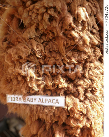剃毛後的嬰兒羊駝毛,焦糖色,優質,蓬鬆的天然毛皮 剃毛後的嬰兒羊駝毛,焦糖色,優質,蓬鬆的天然毛皮 77045726