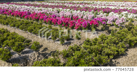 杜鵑花田 杜鵑花田 77045728