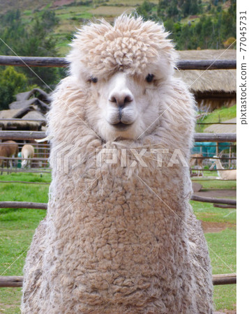 Close-up of the upper body of a white alpaca with a unique look on a ranch near Cusco, Peru Close-up of the upper body of a white alpaca with a unique look on a ranch near Cusco, Peru 77045731