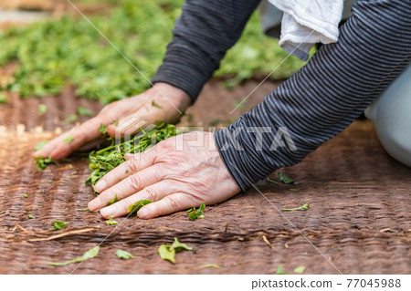 茶杉 茶杉 77045988