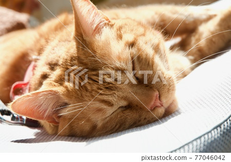 Cat taking a nap on a dried mattress Cat taking a nap on a dried mattress 77046042
