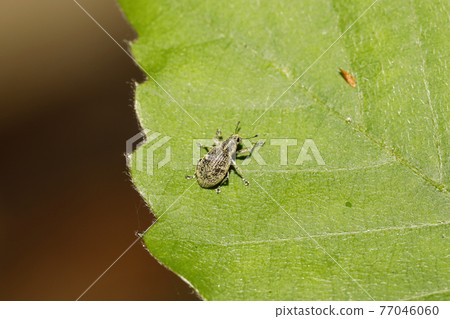 Kofukizoumushi Kofukizoumushi 77046060