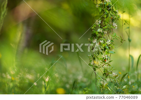 Blue maple with beautiful fresh green in nature 77046089