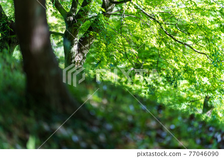 Blue maple with beautiful fresh green in nature 77046090