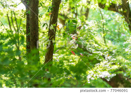 Blue maple with beautiful fresh green in nature 77046091