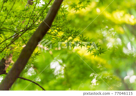 藍楓與大自然中美麗的新鮮綠色 77046115