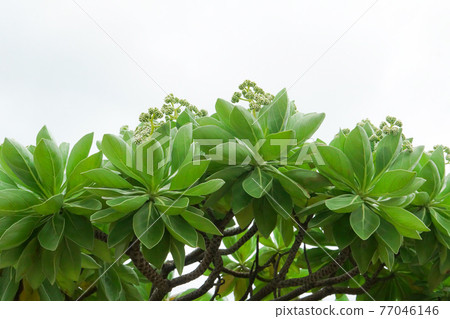 Okinawan plant Monpanoki 77046146