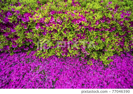 Flower grass 77046390