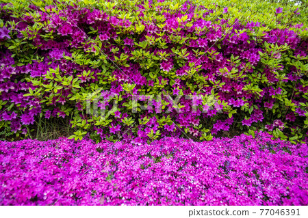 Flower grass 77046391