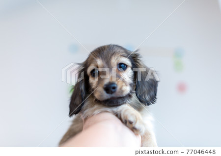 Puppy Kaninhen Dachshund Puppy Kaninhen Dachshund 77046448