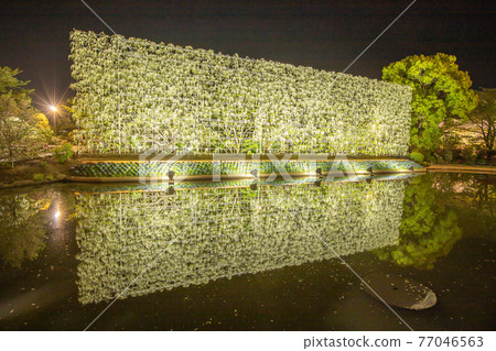 櫪木縣足利花卉公園燈火通明 77046563